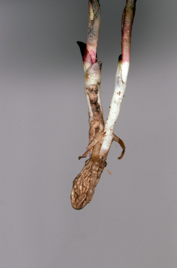 APII jpeg image of Burnettia cuneata  © contact APII