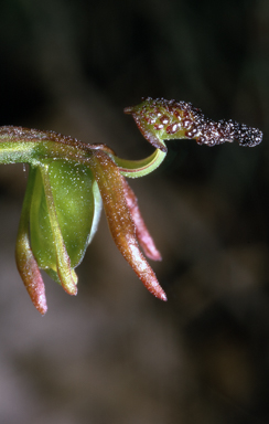 APII jpeg image of Caleana minor  © contact APII