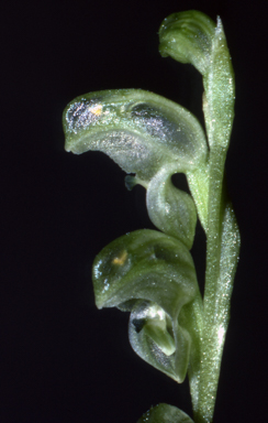APII jpeg image of Pterostylis cycnocephala  © contact APII