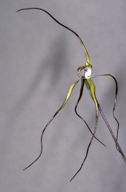 APII jpeg image of Caladenia polychroma  © contact APII