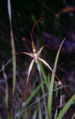 APII jpeg image of Caladenia caesarea  © contact APII