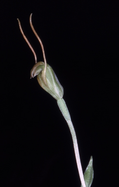 APII jpeg image of Pterostylis karri  © contact APII
