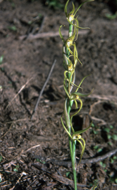 APII jpeg image of Lyperanthus suaveolens  © contact APII