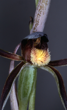 APII jpeg image of Lyperanthus serratus  © contact APII