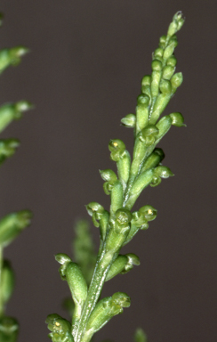 APII jpeg image of Microtis benthamiana  © contact APII