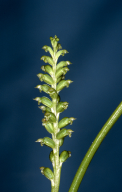 APII jpeg image of Microtis arenaria  © contact APII