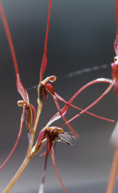 APII jpeg image of Nemacianthus caudatus  © contact APII