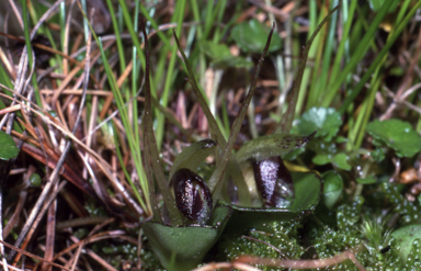 APII jpeg image of Corybas dienemus  © contact APII