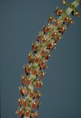 APII jpeg image of Oberonia palmicola  © contact APII