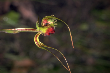APII jpeg image of Arachnorchis lobata  © contact APII