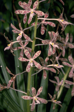 APII jpeg image of Dipodium pandanum  © contact APII