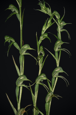 APII jpeg image of Pharochilum daintreanum  © contact APII