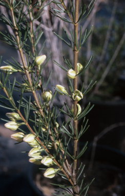 APII jpeg image of Boronia clavata  © contact APII