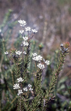 APII jpeg image of Conospermum taxifolium  © contact APII