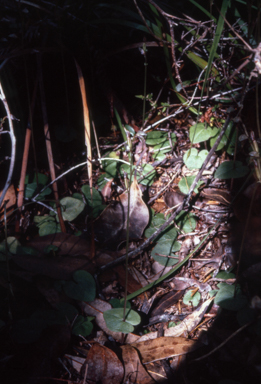 APII jpeg image of Acianthus exsertus  © contact APII