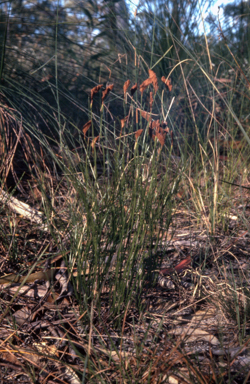 APII jpeg image of Schizaea bifida  © contact APII