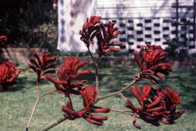 APII jpeg image of Anigozanthos 'Red Cross'  © contact APII