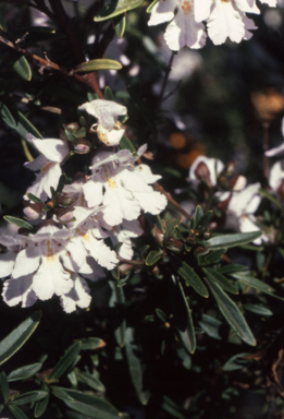APII jpeg image of Prostanthera 'Poorinda Ballerina'  © contact APII