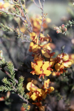 APII jpeg image of Dillwynia sericea  © contact APII