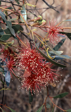 APII jpeg image of Eucalyptus eremophila  © contact APII