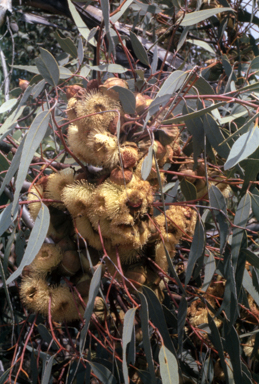 APII jpeg image of Eucalyptus pyriformis  © contact APII