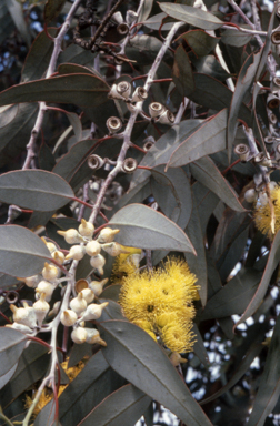APII jpeg image of Eucalyptus woodwardii  © contact APII