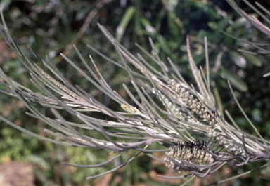 APII jpeg image of Grevillea hookeriana  © contact APII