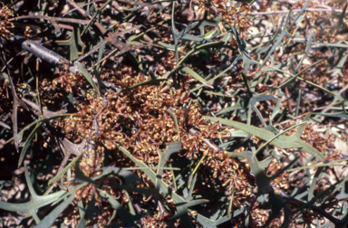 APII jpeg image of Hakea candolleana  © contact APII