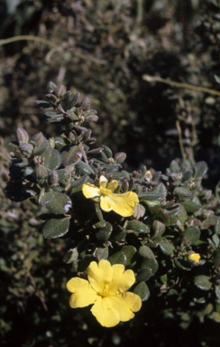 APII jpeg image of Hibbertia dentata  © contact APII