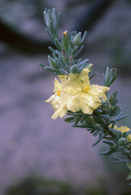 APII jpeg image of Hibbertia stricta  © contact APII
