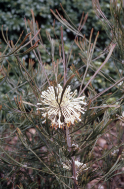 APII jpeg image of Isopogon dawsonii  © contact APII