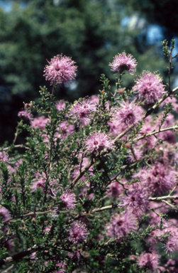 APII jpeg image of Kunzea obovata  © contact APII