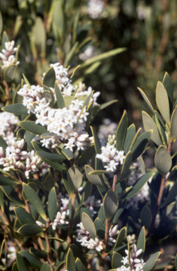 APII jpeg image of Leucopogon virgatus  © contact APII