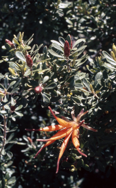 APII jpeg image of Lambertia inermis  © contact APII