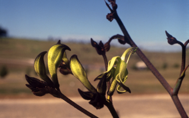 APII jpeg image of Macropidia fuliginosa  © contact APII