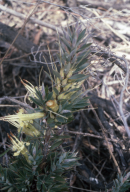 APII jpeg image of Styphelia adscendens  © contact APII