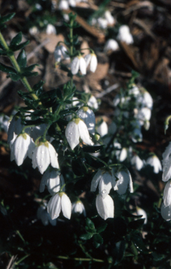APII jpeg image of Tetratheca ciliata  © contact APII