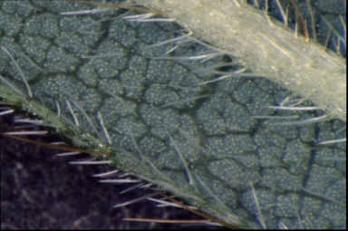 APII jpeg image of Glycine hirticaulis  © contact APII