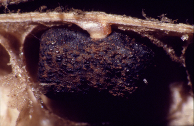 APII jpeg image of Glycine peratosa  © contact APII