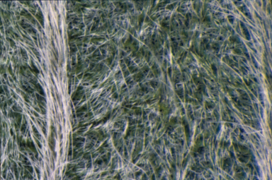 APII jpeg image of Glycine lactivirens  © contact APII