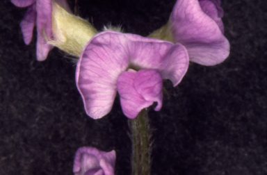 APII jpeg image of Glycine latifolia  © contact APII