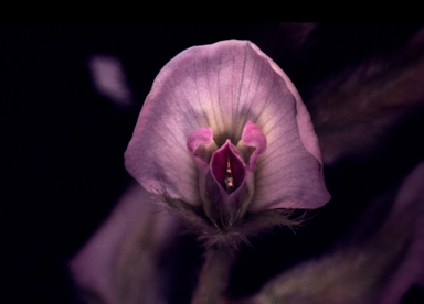 APII jpeg image of Glycine pullenii  © contact APII