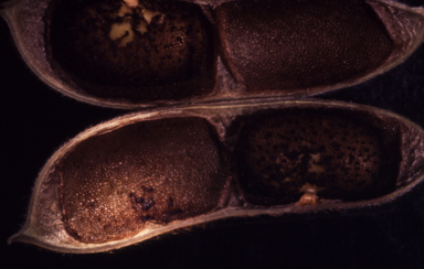 APII jpeg image of Glycine pullenii  © contact APII