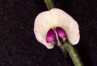 APII jpeg image of Glycine  © contact APII