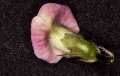 APII jpeg image of Glycine  © contact APII