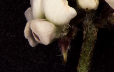 APII jpeg image of Glycine hirticaulis  © contact APII