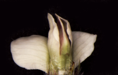 APII jpeg image of Glycine hirticaulis  © contact APII