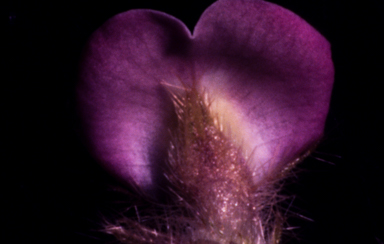 APII jpeg image of Glycine aphyonota  © contact APII