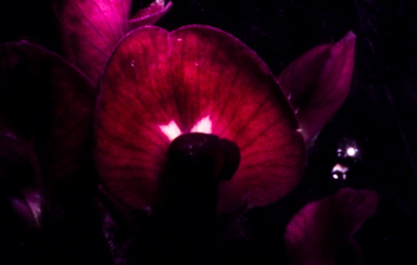 APII jpeg image of Glycine tomentella  © contact APII