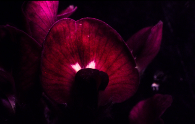 APII jpeg image of Glycine tomentella  © contact APII